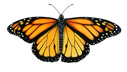 Motyl